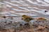 Chaffinch - DSC_6505
