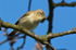 Chiffchaff perched on a branch on the Oddington track, Otmoor