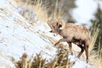 Bighorn Sheep (male) scraping at snow-covered ground with hoof
