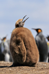 King Penguin portfolio