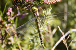 Female Southern hawker