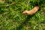 stoat Mustela erminea-1099