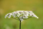 Nature portfolio