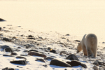 Polar Bear moves along shoreline, Churchill, Canada