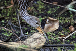 Close view of Limpkin foraging, Corkscrew Swamp, Florida
