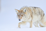 Coyote moves forward cautiously, Hayden Valley, Yellowstone