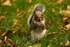 Squirrel 5