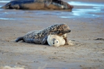 Atlantic Grey Seal
