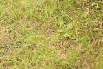 SBM_10425