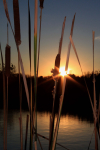 Cattail sunset