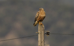Long Legged Buzzard