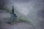 Alone in the Fog