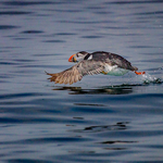 1st digital puffin take off - Dave Bolton
