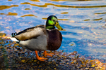 Mallard duck - 7668