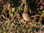 Dunnock