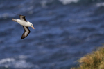 Black-browed Albatross descending fast, West Point Island