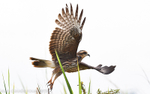 Snail Kite