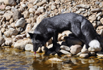 Black Fox