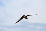Great Skua