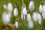 No.0025. Snowdrops