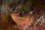 Aplysia punctata