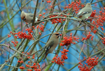 Waxwings