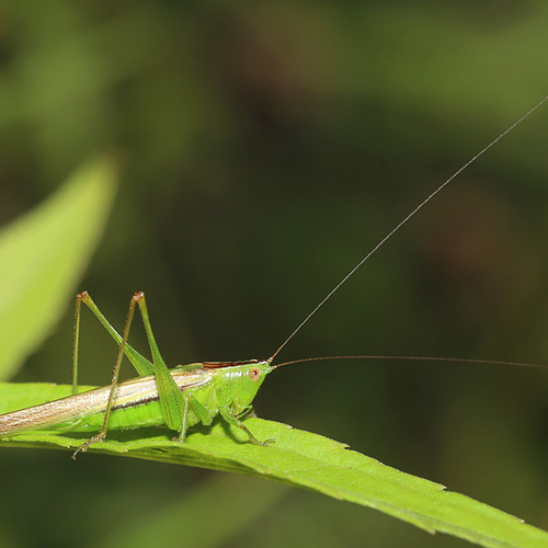 A female Slender Meadow Katydid