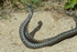Adders Dancing