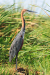 Goliath Heron