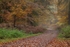 Down the Forest Track