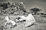 Elephant Bones Shaba, Kenya