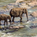 1st PDI-Elephants Crossing the River-Roy Peters