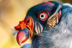 king vulture  sarcomamphus papa-6366