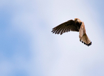 Common Kestrel