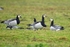 Barnacle Geese