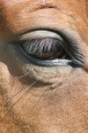 Equine Eye