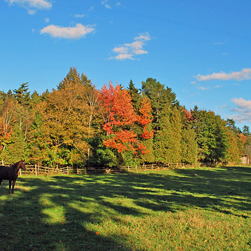 A lone horse looks over a paddock in rural New Brunswick.