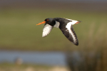 Oystercatcher in Flight