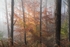 Autumn woodland light