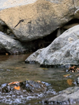 Cave Swiftlet, Gitgit Waterfall, Bali
