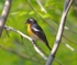 Mugimaki Flycatcher