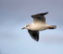 Black Headed Gull