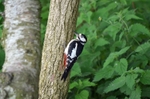 Great Spotted Woodpecker