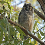 Long Eared Owlet