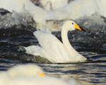 Whooper Swan lands on Tjörnin, Reykjavik, Iceland
