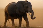 _84Y0764 Amboseli