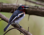 Brown-throated Wattle-eye (Common Wattle-eye) portfolio