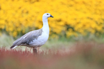Upland Goose (male), yellow gorse & red sheep's sorrel
