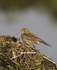 Meadow Pipit