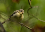 Juvenile Blue Tit -Cyanistes caeruleus RPNP0102
